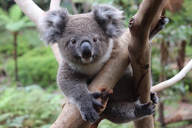 Luxury Hunter Valley Wildlife & Wine Tasting Tour from Sydney - Two boutique wineries, with room for personal taste