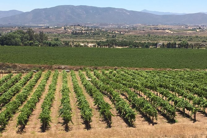 Luxury Private Wine Tasting Tour to Guadalupe Valley from San Diego - Three wineries, with the schedule changing from day to day