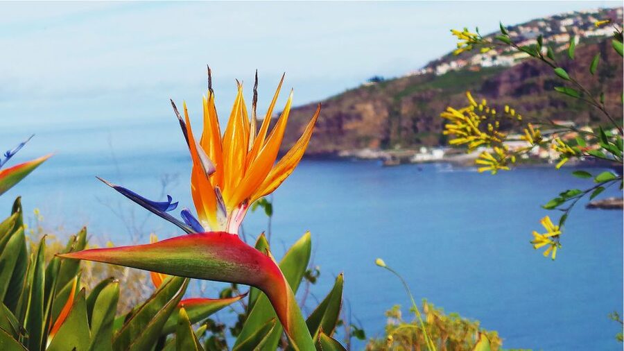 Madeira: Cabo Girao, Jeep Tour Adventure and Wine Tasting - Who should book this experience