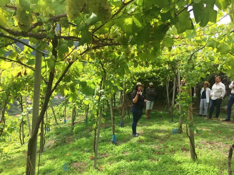 Madeira: Cabo Girão, Wines Experience and Dolphins Watching - How the day works from pickup to return
