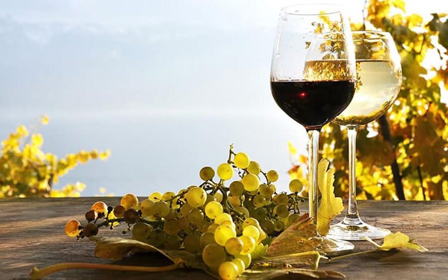 Madeira: Vineyard Tour w/ Wine Tasting & Skywalk - Transport, timing, and the pace of the afternoon