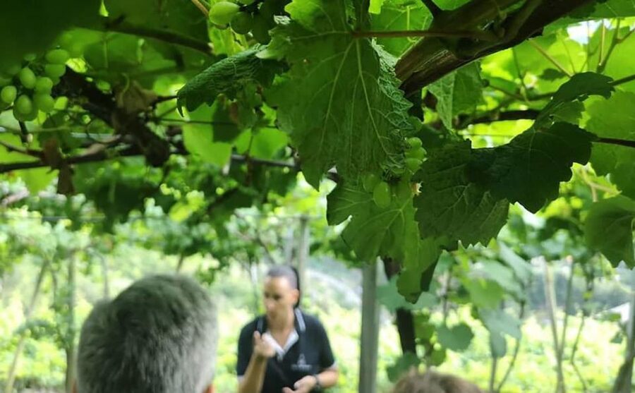 Madeira: Vineyard Tour w/ Wine Tasting & Skywalk - My verdict: a smart half-day for wine and views