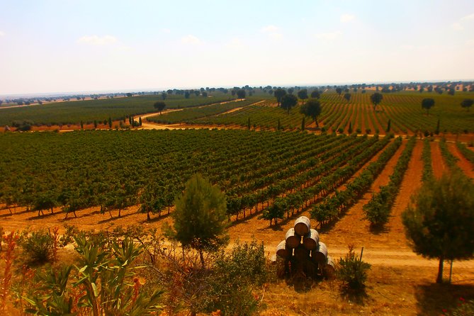 Madrid Countryside Wineries Guided Tour with Wine Tasting - Second winery: another view of Vinos de Madrid