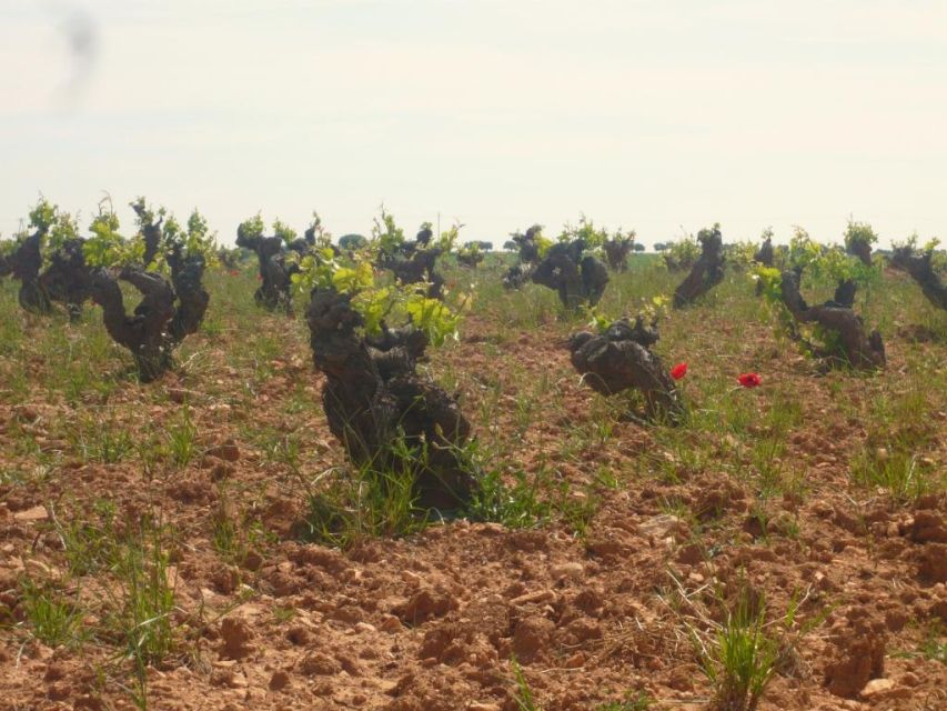 Madrid Region Wineries Guided Tour with Wine Tastings - Colmenar de Oreja and its traditional cellars