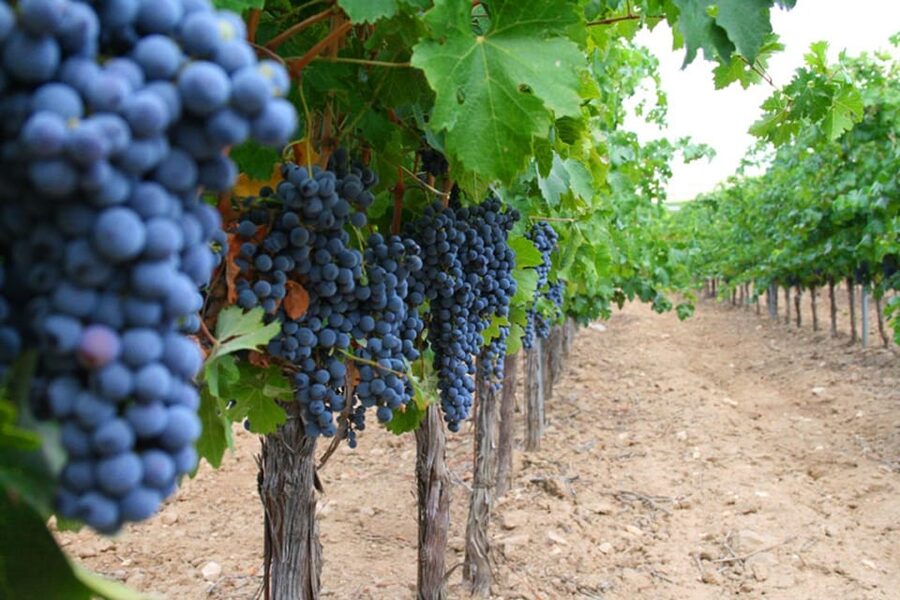 Madrid: Toledo Day Trip with Winery Visit and Wine Tasting - Free time for lunch, with a little planning needed