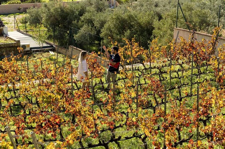 Malaga: Organic Vineyard Tour with 6 Wines, Tapas & Transfer - Six wines, plus the possibility of extras