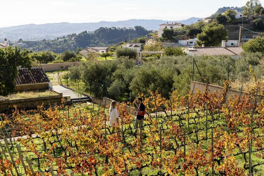 Malaga: Organic Vineyard Tour with 6 Wines, Tapas & Transfer - Is $112 a good value?