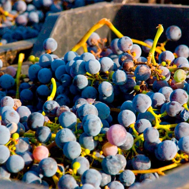 Malaga: White Village, Vineyard, and Wine Tasting Wine Tour - Who will enjoy this day most