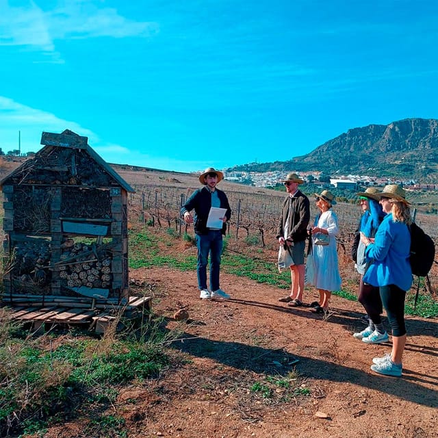Malaga: White Village, Vineyard, and Wine Tasting Wine Tour - Walking Álora with Ramón