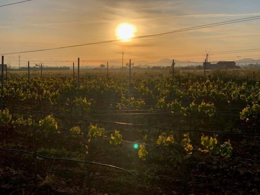 Mallorca: Bodega Butxet Vineyards & Winery Tour with Tasting - Booking details that matter