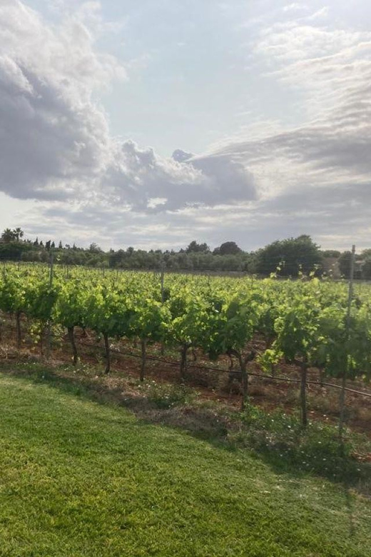 Mallorca: Bodega Butxet Vineyards & Winery Tour with Tasting - The guides make the difference