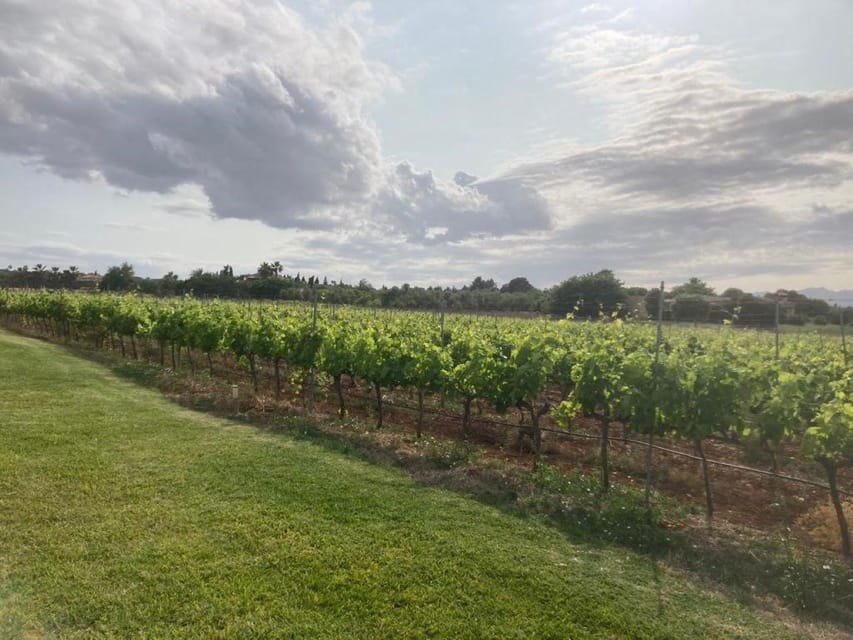 Mallorca: Bodega Butxet Vineyards & Winery Tour with Tasting - How the price compares with the experience