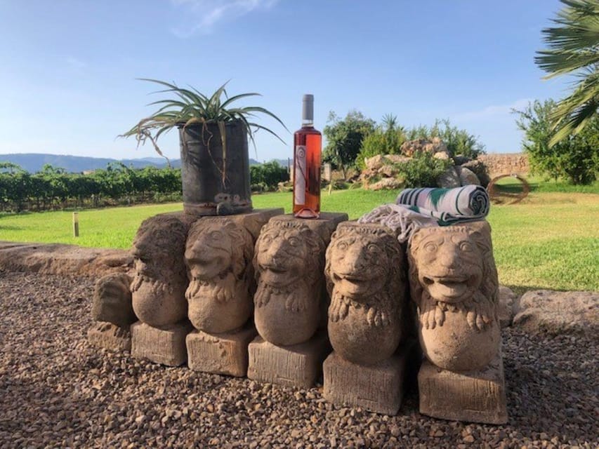 Mallorca: Bodega Butxet Vineyards & Winery Tour with Tasting - The first hour, from vines to wine tanks