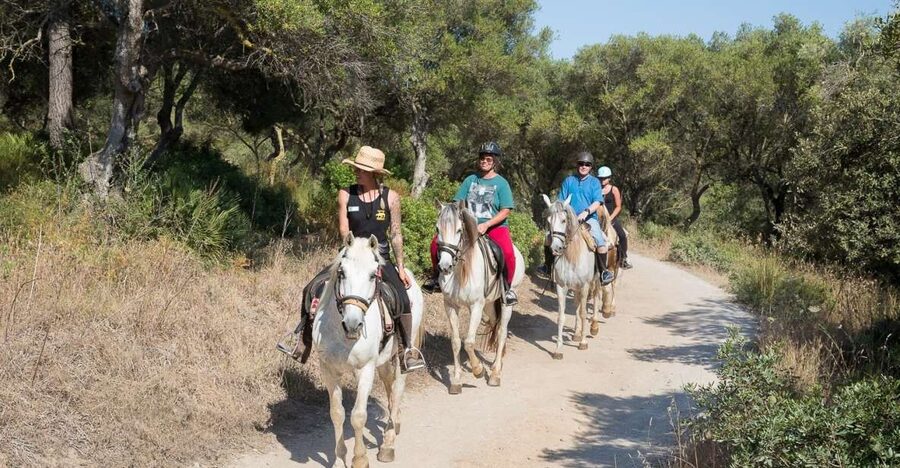 Mallorca: Horseback Riding Excursion and Wine Tasting - Why the horses matter to the experience