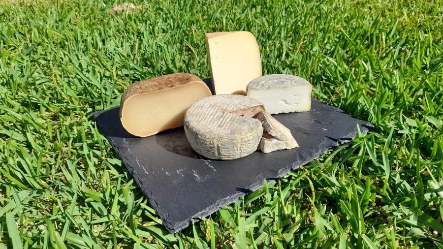 Mallorca: Local Wines & Foods Tasting - Key points at a glance
