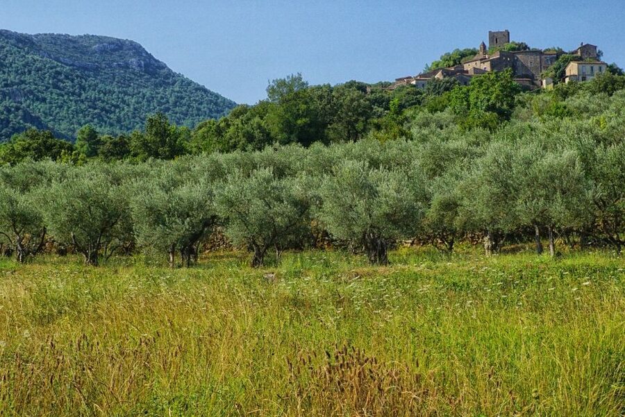 Mallorca: Premium Wine Experience, Tasting and Fine Foods - Six wines, local snacks, and a generous table