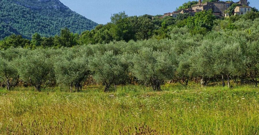 Mallorca: Premium Wine Experience, Tasting and Fine Foods - Getting there from Palma or Alcudia
