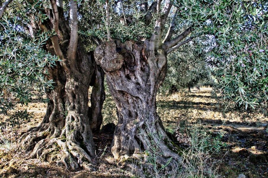Mallorca: Premium Wine Experience, Tasting and Fine Foods - Is $112 a fair price?