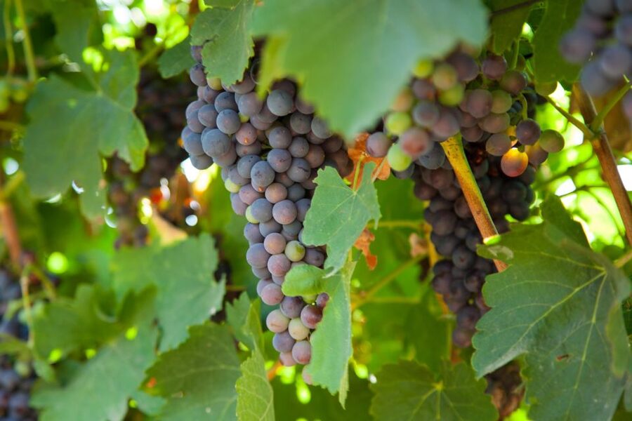 Mallorca: Private Wine Tour with Tasting and Picnic - Timing: three hours or four?