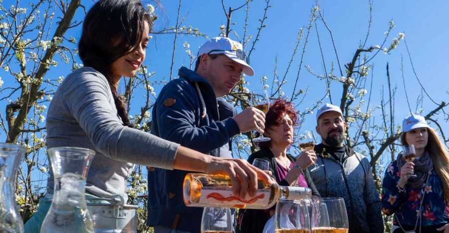Mallorcas Emblematic Wineries Small Group Tour, two wineries - What makes the Santa Maria stop worthwhile