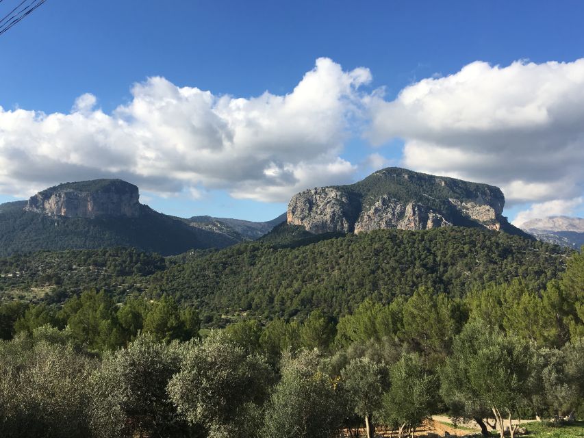 Mallorcas Emblematic Wineries Small Group Tour, two wineries - Who should book this Mallorca wine tour?