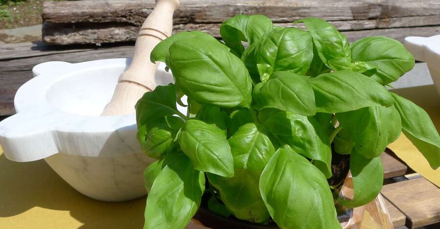 Manarola: Pesto Making Class with Tasting and Wine - Making pesto the Ligurian way in Manarola