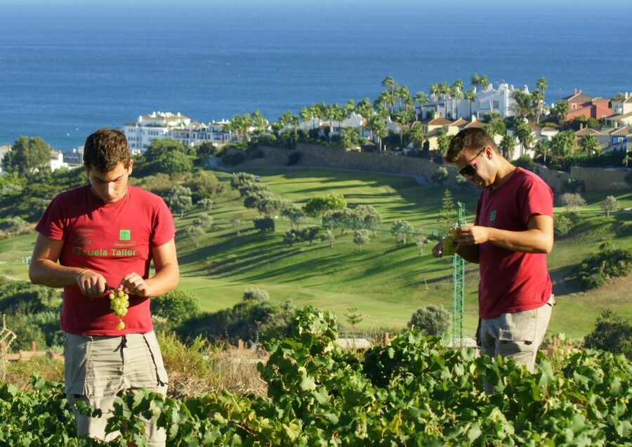 Manilva: Nilva Vineyard, Wine Tasting & Tapas Guided Tour - Why Manilva’s vineyards matter