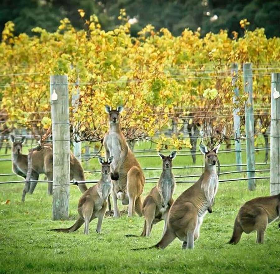 Margaret River: Full-Day Wine Tour - Why this tour works for more than wine drinkers