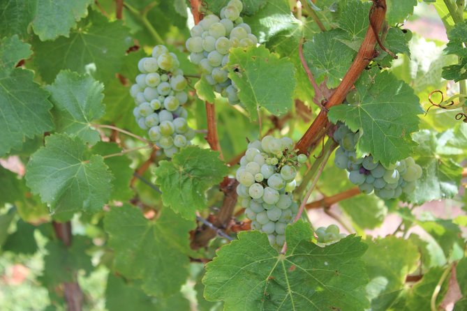 Margaret River Small-Group Full-Day Wine & Food Tour - Woody Nook Wines is the center of the day