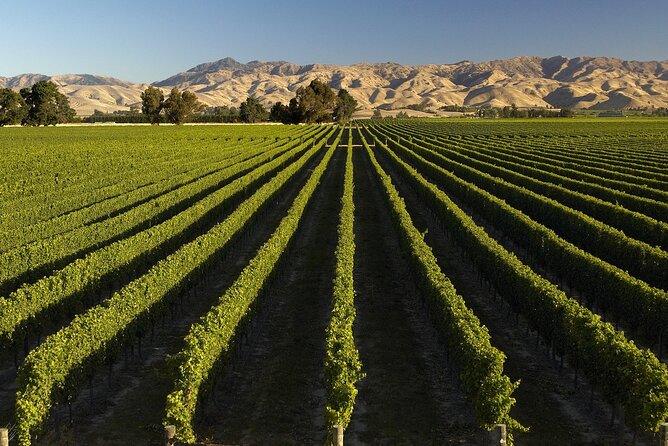 Marlborough Afternoon Wine Tour with Tastings - The winery stops: what you may find