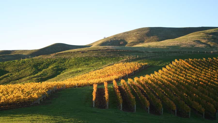Marlborough: Full-Day Wine and Seafood Tour with Cruise - Two wineries give the morning real variety
