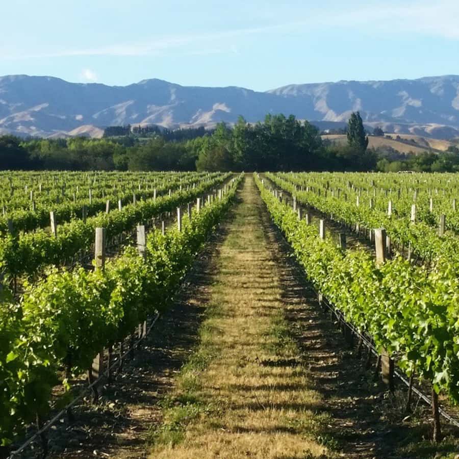 Marlborough Full Day Wine Tour - Why this Marlborough tour works well for a full day
