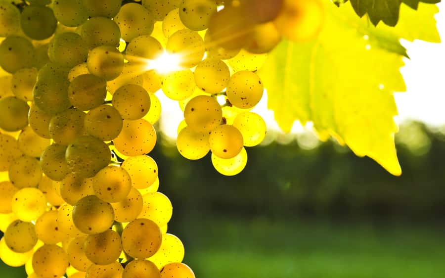 Marlborough Half-Day Wine Tour from Blenheim - Key points at a glance