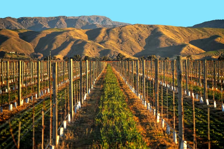 Marlborough Half Day Wine Tour From Picton 1pm - The possible chocolate stop