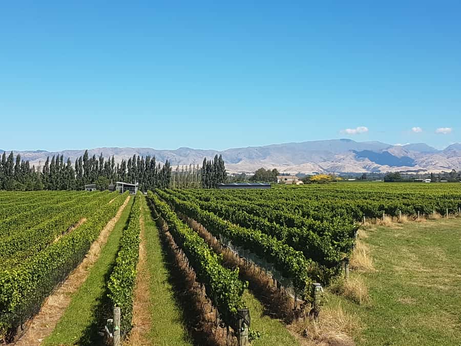 Marlborough: Half Guided and Half Self-Guided Bike Wine Tour - Lunch and the switch to self-guided exploring