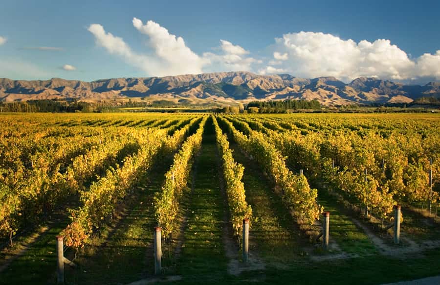 Marlborough: Wineries Visit and Tasting Session - Key points at a glance