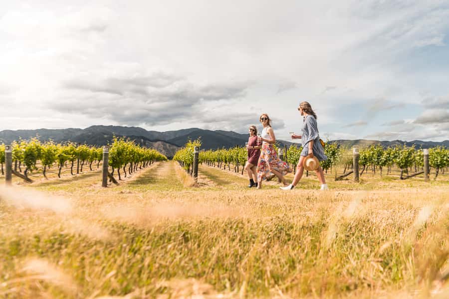 Marlborough: Wineries Visit and Tasting Session - Three cellar doors, three different approaches