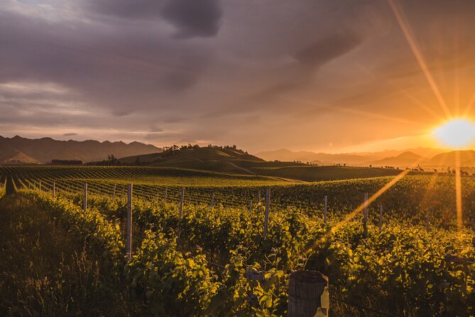 Marlborough Winery Tour - A Day of Cuisine & Wine 6hrs - The first pour: Marlborough Sauvignon Blanc