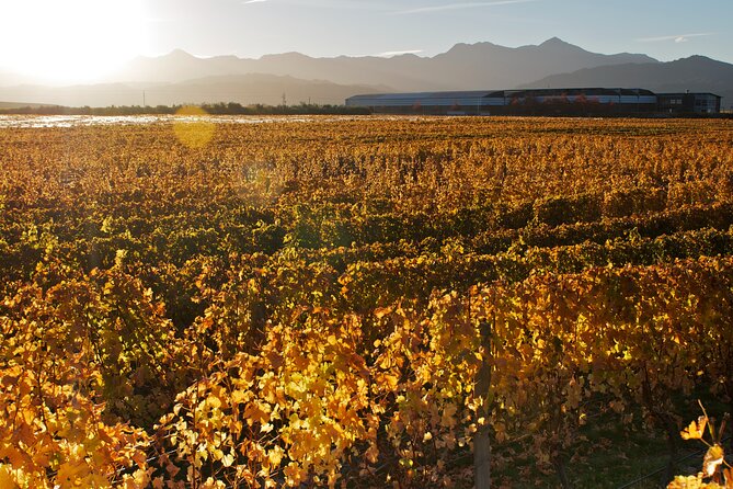 Marlborough Winery Tour - A Day of Cuisine & Wine 6hrs - Timing, pickup, and the road back to Blenheim