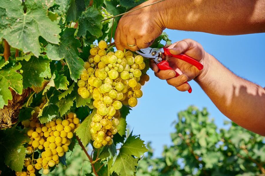 Marsala: Florio Winery Tour with Food-Paired Wine Tastings - Who will enjoy this visit most