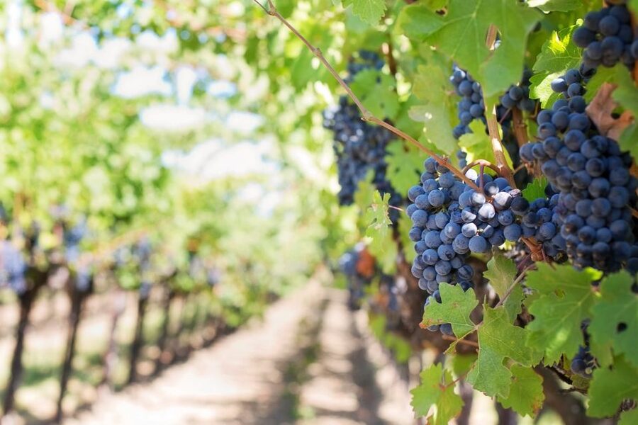 Martina Franca: Taste Wine & Local Specialities - Key points to know before booking
