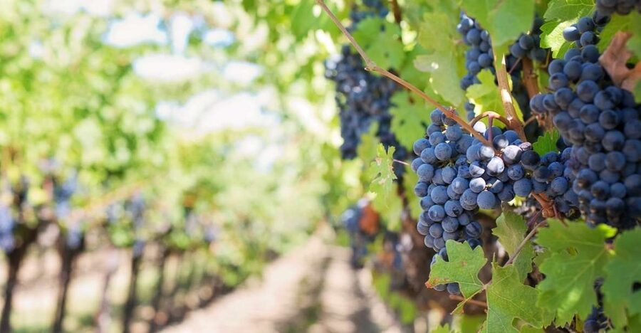 Martina Franca: Taste Wine & Local Specialities - A short taste of Apulia in Martina Franca