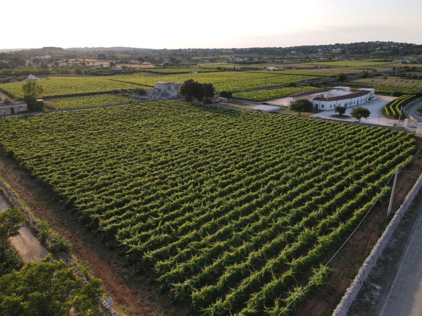 Martina Franca: Taste Wine & Local Specialities - Arriving at the winery and vineyard