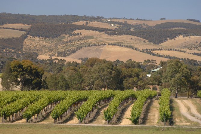McLaren Vale and Glenelg Wine Tasting and Sightseeing (Half-day Afternoon) - Chapel Hill Winery: a scenic first tasting