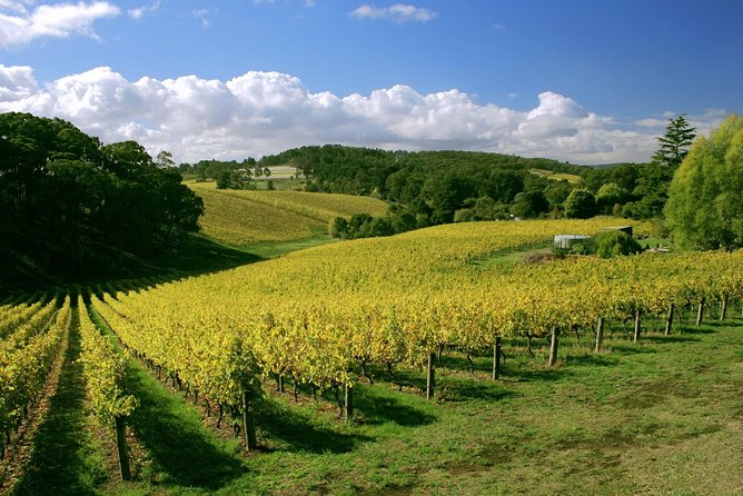 McLaren Vale and Glenelg Wine Tasting and Sightseeing (Half-day Afternoon) - Who will enjoy this tour most