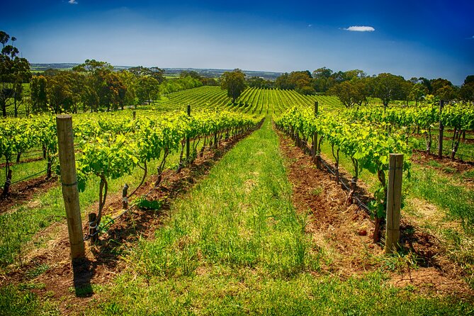McLaren Vale Winery Small Group Tour with Wine Tasting and Lunch - Shottesbrooke and possible alternatives