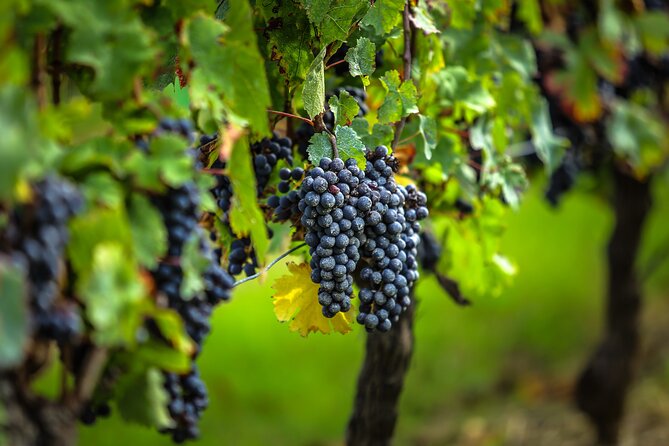 Médoc Region Half-Day Wine Tour with Winery Visit & Tastings from Bordeaux - Leaving Bordeaux for the Route des Châteaux
