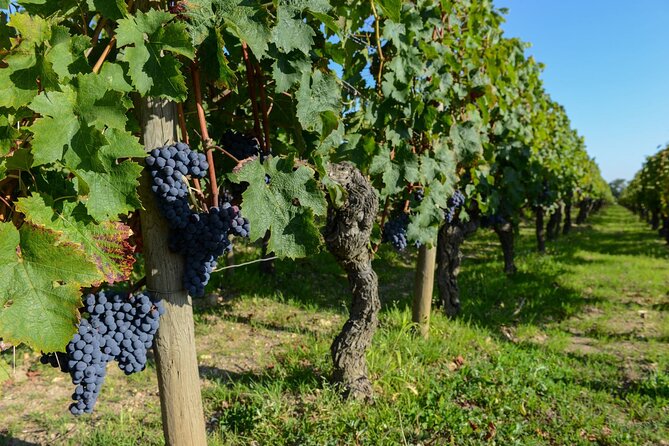 Medoc Region Wine Day Trip with Vineyard Visits & Tastings from Bordeaux - The second tasting in Pauillac or St. Estèphe