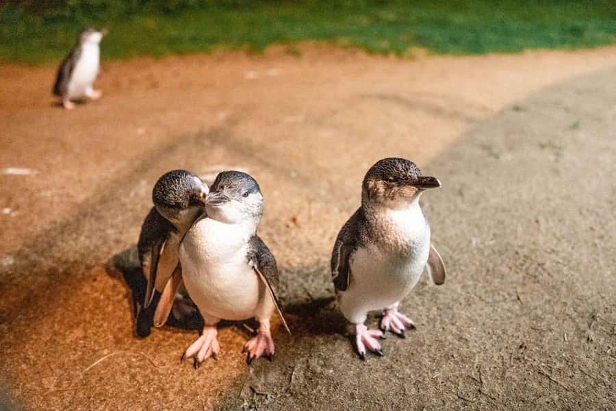 Melbourne: Boutique Phillip Island Wine, Dine & Penguin Tour - San Remo, the gateway to Phillip Island