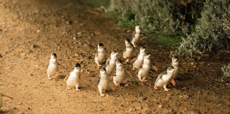Melbourne: Boutique Phillip Island Wine, Dine & Penguin Tour - Cowes or a closer look at koalas